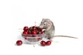 Chinese New Year. Charming dambo rat on a white isolated background eats a sweet cherry. Cute pet. The symbol of 2020