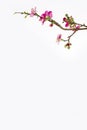 Chinese new year cherry blossom branch border on white background