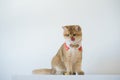 chinese new year with british cat wear red traditional china clothing with white background