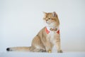 chinese new year with british cat wear red traditional china clothing with white background