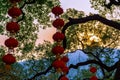 Red Lanterns on a Tree Royalty Free Stock Photo