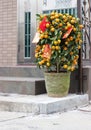 Chinese New Year mandarin orange bush in Hong Kong doorway Royalty Free Stock Photo