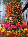 Chinese New Year mandarin tree for good luck and fortune at an office building in Shenzhen. Royalty Free Stock Photo