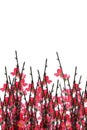 Chinese New Year plum blossom background