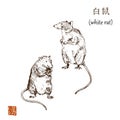 Chinese new year 2020 year of white rat vector illustration. Sketch rats and hieroglyph asian graphic. Hieroglyph says