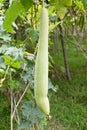 Chinese Okra Royalty Free Stock Photo