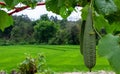 Chinese okra of luffa acutangula hanging in a farm