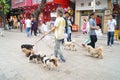 Chinese old man holding a few dogs in the street