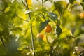 Chinese orange kumquat or kinkan Fortunella