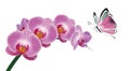 Orchid and butterfly Royalty Free Stock Photo