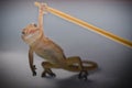Chinese Oriental leaftoed gecko Royalty Free Stock Photo