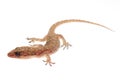 Chinese Oriental leaftoed gecko Royalty Free Stock Photo