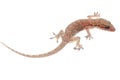 Chinese Oriental leaftoed gecko Royalty Free Stock Photo