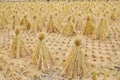 Chinese paddy field