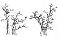 Chinese paint tree ,the three trees