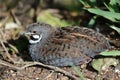 Chinese Painted Quail Royalty Free Stock Photo