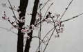 Chinese painting style pear blossom