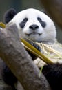 Chinese panda bear eating bamboo, china