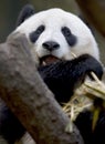 Chinese panda bear male juvenile eating bamboo