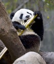 Chinese panda bear in tree eating bamboo, china
