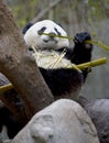 Chinese panda bear in tree eating bamboo, china