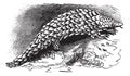 Chinese Pangolin or Manis pentadactyla vintage engraving