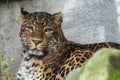 Chinese panther leopard close up portrait