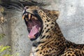 Chinese panther leopard close up portrait