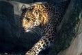 Chinese panther leopard close up portrait