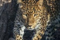 Chinese panther leopard close up portrait