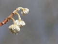 Chinese Paper Bush Branch with Buds Awaiting Springtime Royalty Free Stock Photo