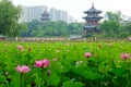 Chinese park in summer