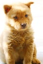 Lovely Chinese pastoral dog cubs Royalty Free Stock Photo