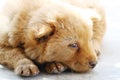 Chinese pastoral dog cubs lying on the ground Royalty Free Stock Photo