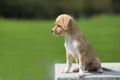 Chinese pastoral dog Royalty Free Stock Photo