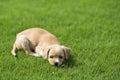 Chinese pastoral dog