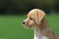 Chinese pastoral dog