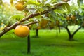 Chinese pear at Nikko Royalty Free Stock Photo