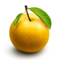 Chinese pear ripe isolated Royalty Free Stock Photo