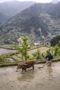 Chinese peasant cultivates land in flooded ricefield using red c