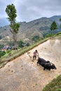 Chinese peasant cultivates paddy field, his bull pulling a plow. Royalty Free Stock Photo