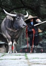 Chinese peasant with farm cattle