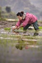 Chinese peasant woman planting rice seedlings in flooded rice field. Royalty Free Stock Photo