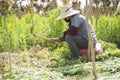 Chinese peasant woman weeding at the farm