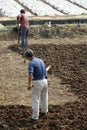 Chinese peasants are ploughing the field