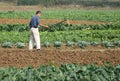 Chinese peasants are ploughing the field Royalty Free Stock Photo