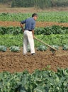 Chinese peasants are ploughing the field Royalty Free Stock Photo