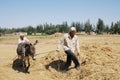 Chinese peasants threshing wheat