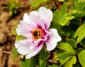 Chinese peony close up