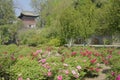 Chinese peony garden Royalty Free Stock Photo